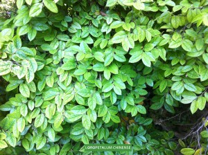 Loropetalum chinense - foliage 1